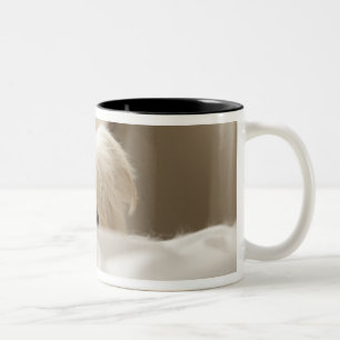 White dog hiding behind bed (differential focus) Two-Tone coffee mug