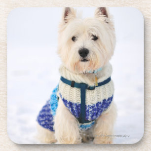 White dog in clothes in the snow. coaster