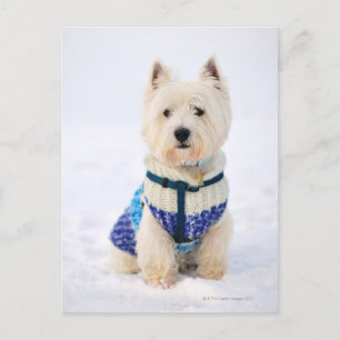 White dog in clothes in the snow. postcard