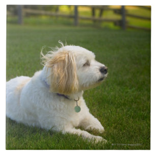 White dog tile