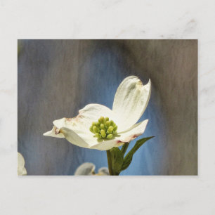 White Dogwood Bloom Card