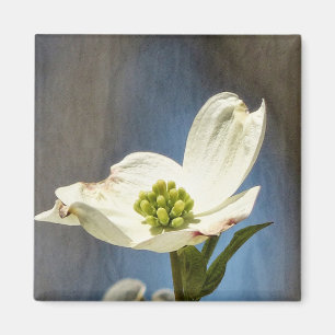 White Dogwood Bloom Magnet
