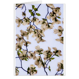 White Dogwood Blossom