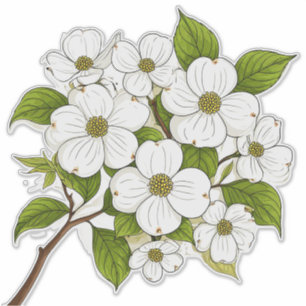 White Dogwood Blossom Cluster on Branch