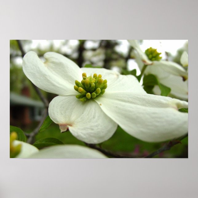 White Dogwood Blossom Poster (Front)