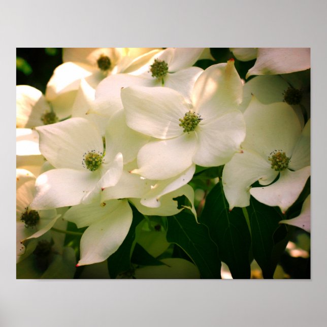 White Dogwood Flower Blossoms  Poster (Front)