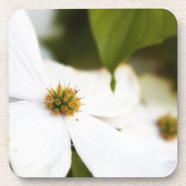 White Dogwood Flower Coaster (Front)