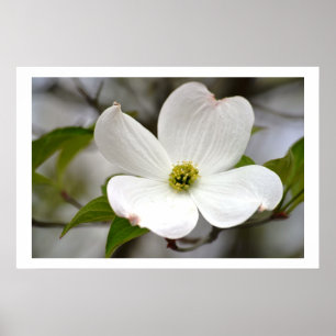 White Dogwood Flower Poster