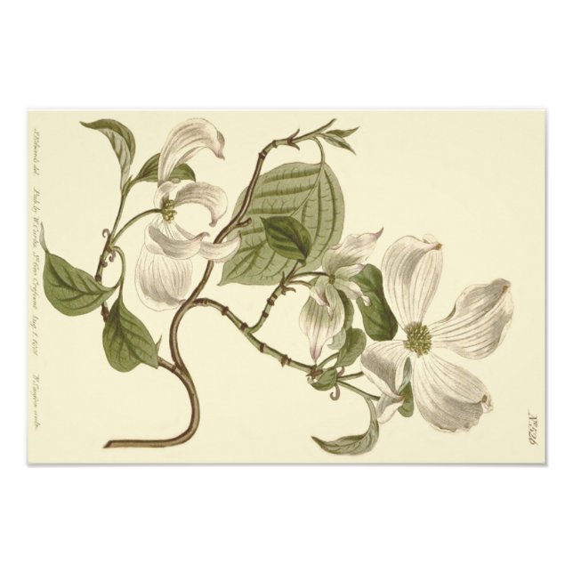 White Dogwood Flowers Illustration Photo Print (Front)