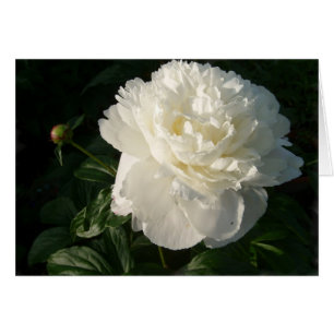White Double Peonies Card