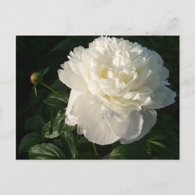 White Double Peonies Postcard (Front)