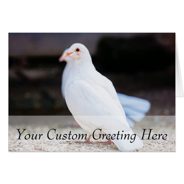 White Dove, Bird Photograph (Front Horizontal)