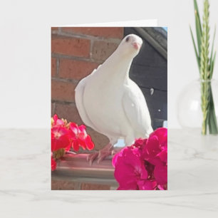 White Dove Editable Card