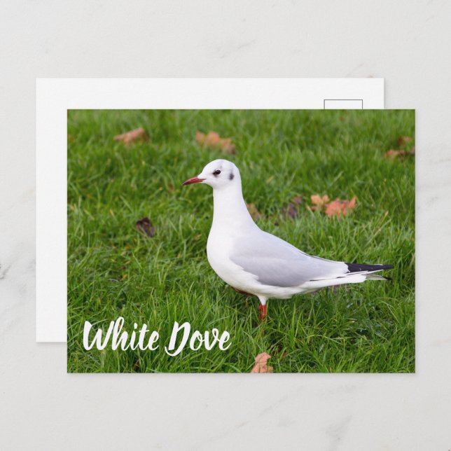 White Dove for bird and Pigeon lover gift Holiday Postcard (Front/Back)