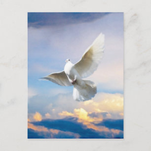 White dove in flight postcard