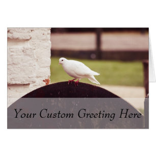 White Dove On A Fence