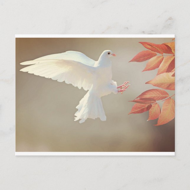 white Dove Postcard (Front)