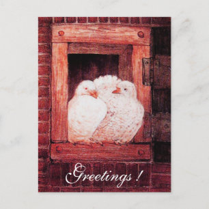 WHITE DOVES AT THE WINDOW red pink Postcard