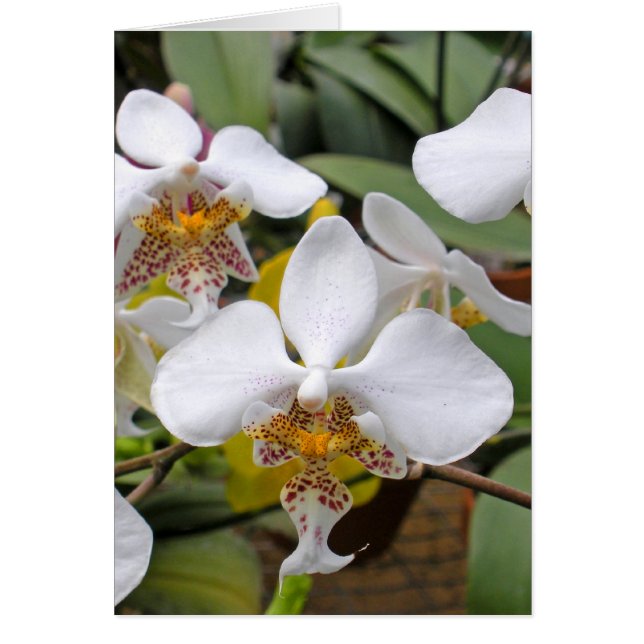 White Dragons (Front)