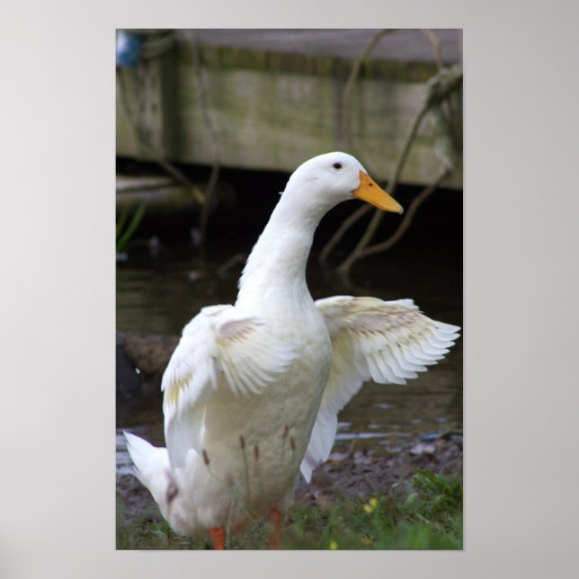White Duck Photo Poster (Front)