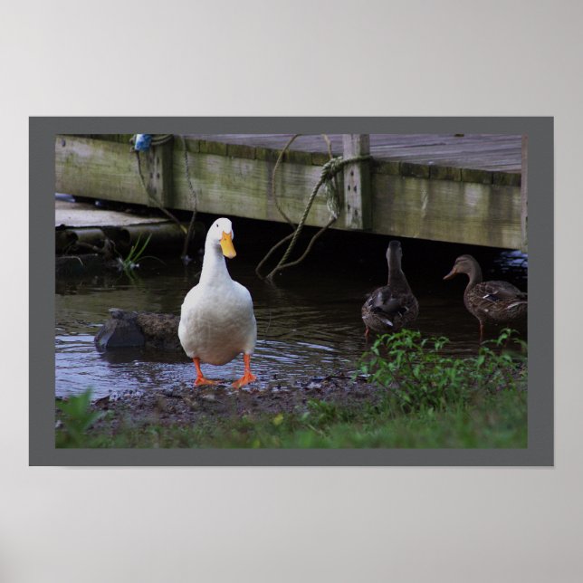 White Duck Photo Poster (Front)