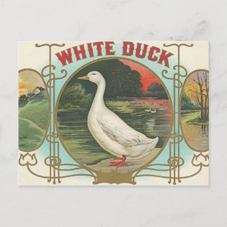 White Duck Postcard