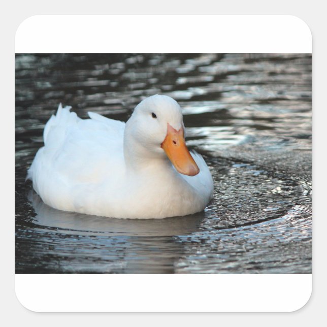 White Duck swimming in a creek Square Sticker (Front)