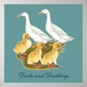 White Ducks and Ducklings Poster