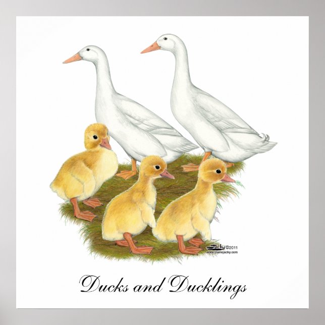 White Ducks and Ducklings Poster (Front)