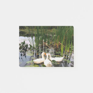 White ducks, lily pads, cattails, lake shore post-it notes