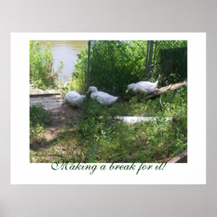 White Ducks on a Ramp Poster