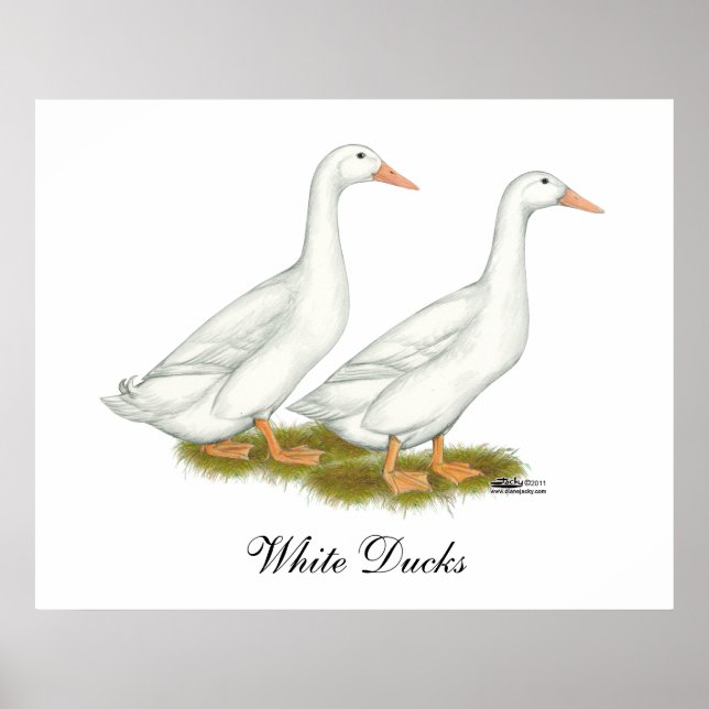 White Ducks Poster (Front)
