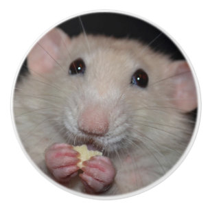 White Dumbo Rat Dresser Knob