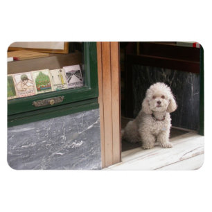 White Dwarf Poodle Magnet