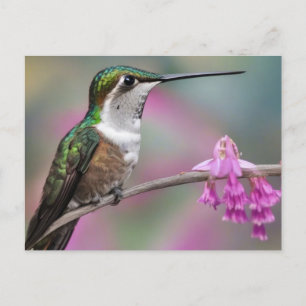 White-eared Hummingbird at Rest Postcard