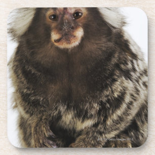 White eared Marmoset on branch, close up, studio Coaster