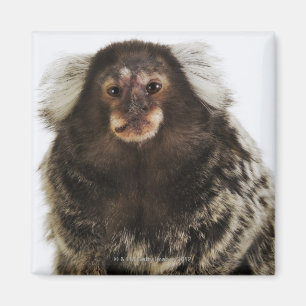 White eared Marmoset on branch, close up, studio Magnet