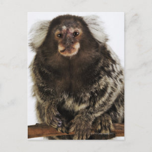 White eared Marmoset on branch, close up, studio Postcard