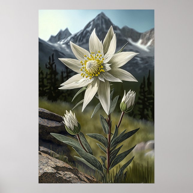 White Edelweiss Flower Art Print Poster (Front)