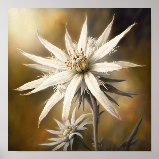 White Edelweiss Flower Art Print Poster (Front)