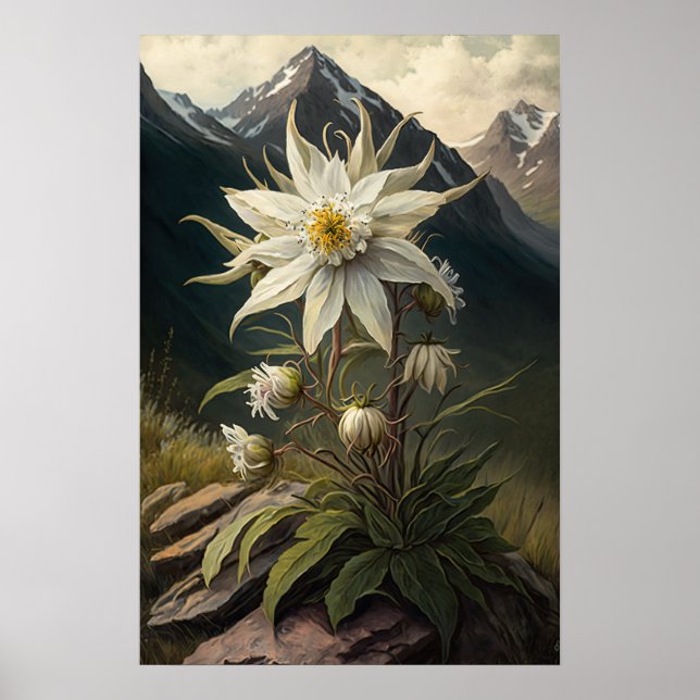 White Edelweiss Flower Art Print Poster (Front)