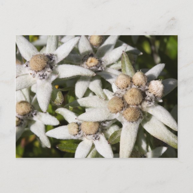 White Edelweiss Flower Postcard (Front)