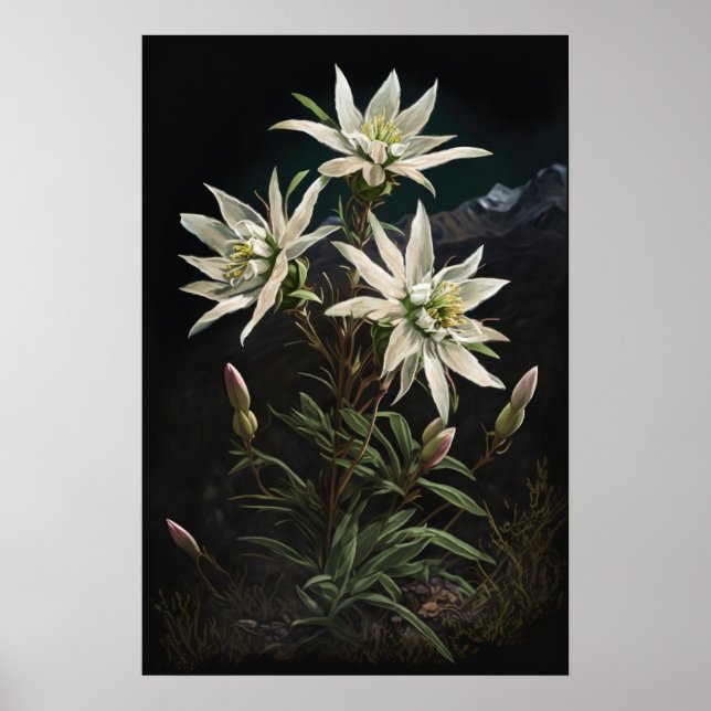White Edelweiss Flowers Art Print Poster  (Front)