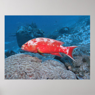 White Edged Lyretail Grouper Poster
