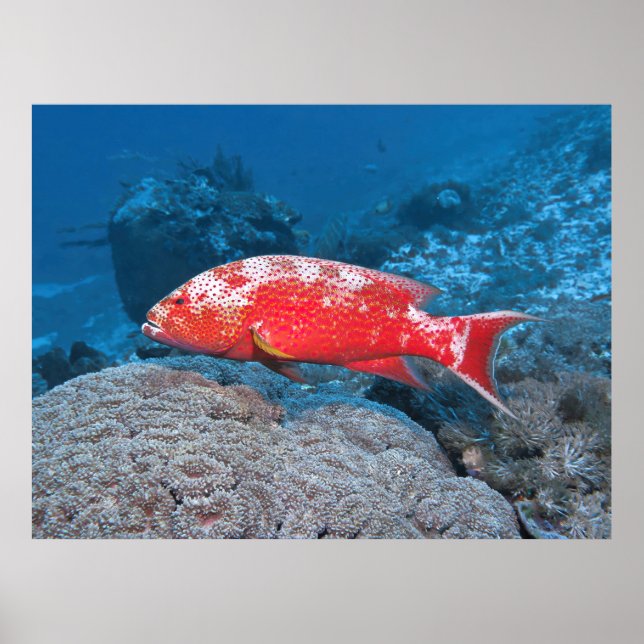 White Edged Lyretail Grouper Poster (Front)