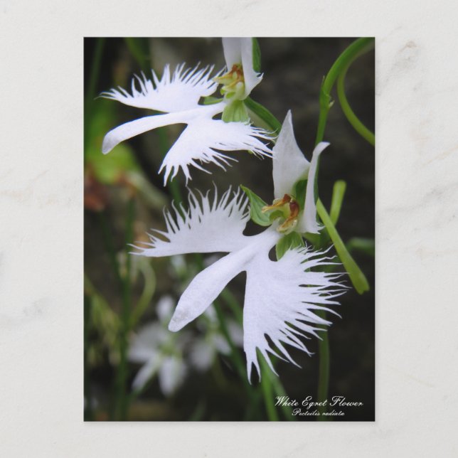 White Egret Flower ：Postcard Postcard (Front)