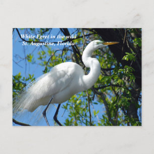 White Egret in the wild Holiday Postcard