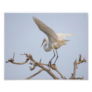 White Egret Landing in Tree Photo Print