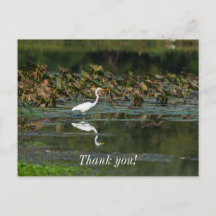 White Egret Reflection Thank You Postcard