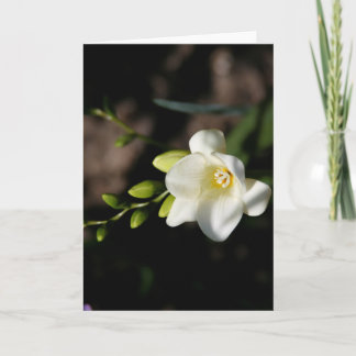 White Elegant Flower Greeting Card